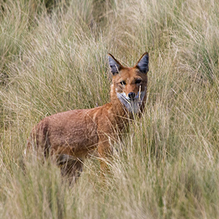 Simien Mountains - Ethiopian wolf
